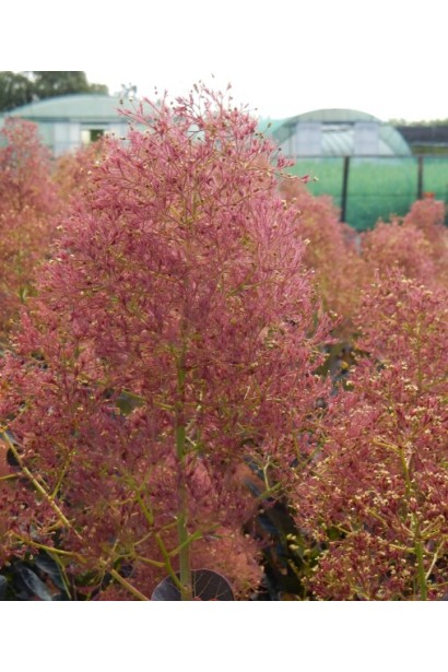 Як цвіте Скумпія Magical Torch